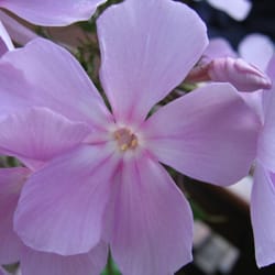 Marchants Hardy Plants