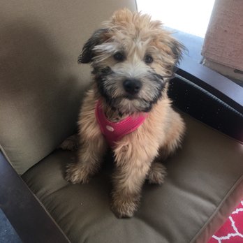 Boom-Chicka-Groom-Groom - Pet Groomers Near Me Boom-Chicka-Groom-Groom - Pet Groomers Near Me