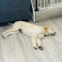 Pawsitive Pets - An example of our high energy puppy after a training session with Rubi.  Absolutely pooped out from all of the fun training Rubi provides.