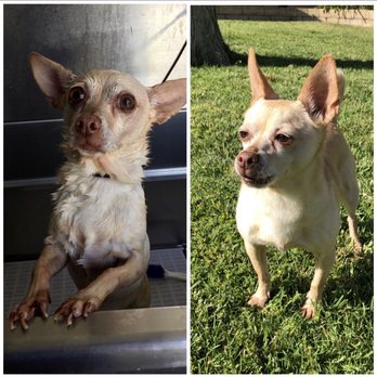OMGrooming - Before & After - Her nails were SO long in the before photo. (Photo #1: Mel) - Pet Groomers Near Me