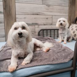 Pet Paradise St. Johns - WGV