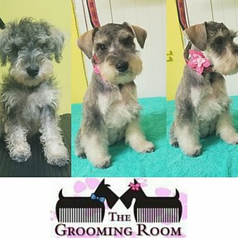 The Grooming Room - Pet Groomers Near Me - San Juan, Puerto Rico The Grooming Room - Pet Groomers Near Me - San Juan, Puerto Rico