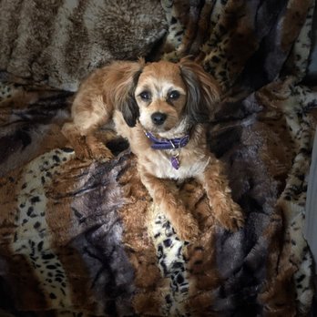 Barb's Precious Pups - Shihpoo - Pet Breeders Near Me - Las Vegas, Nevada Barb's Precious Pups - Shihpoo - Pet Breeders Near Me - Las Vegas, Nevada