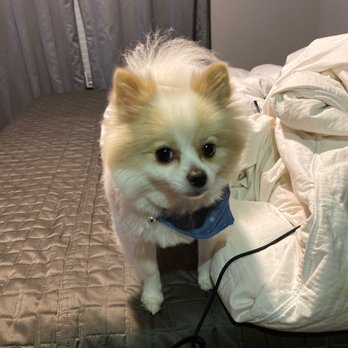 Kingsbridge Animal Clinic - Isn't he the cutest! - Veterinarians Near Me - Garland, Texas