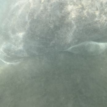 Fun 2 Dive Manatee Tours - Mama Manatee - Snorkeling Near Me - Crystal River, Florida