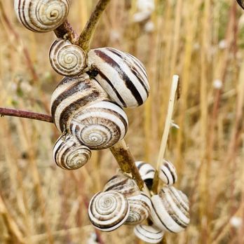 Ascot Hills Park - Snails?!! - Parks Near Me - Los Angeles, California
