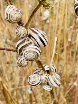 Ascot Hills Park by null