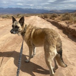 Hurricane Cliffs Trail Systems - Cali checking out all the smells to smell in Hurricane, Utah