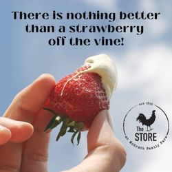 The Store at McGrath Family Farm - Strawberry Picking - Call for info