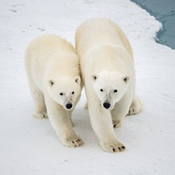 Travel Advisors of Los Gatos - So many Polar Bear sightings during our North Pole Cruise on Ponant 2022!