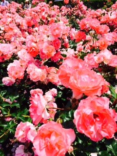 Tsuruma Park by null