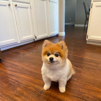 The Pet Stylist - Fresh cut - Pet Groomers Near Me The Pet Stylist - Fresh cut - Pet Groomers Near Me