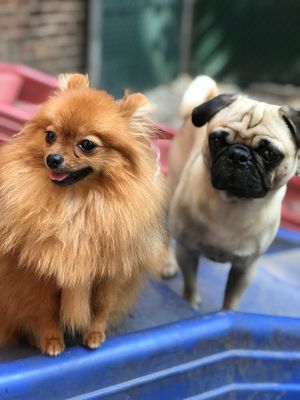 D is for Doggy - Daycare & Grooming by null