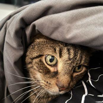 Pets Best - Pet Insurance Near Me - Scottsdale, Arizona Pets Best - Pet Insurance Near Me - Scottsdale, Arizona