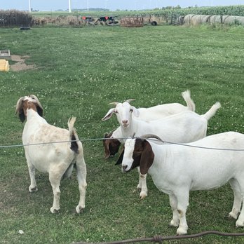 Lincoln Ridge Farm - Goats - Pick Your Own Farms Near Me - Convoy, Ohio Lincoln Ridge Farm - Goats - Pick Your Own Farms Near Me - Convoy, Ohio