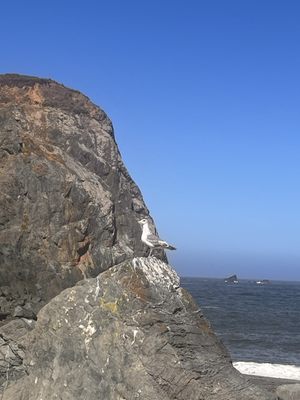 Sonoma Coast State Park by null