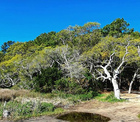 Huntington Beach State Park by null