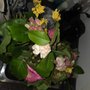Marianna's Flower Island