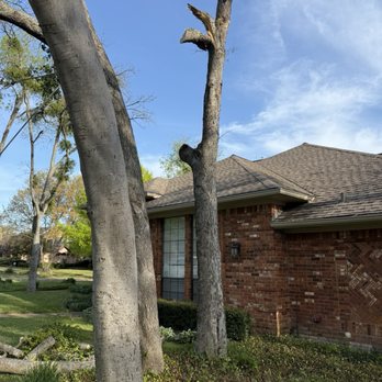 Lopez Tree Services - excellent work - Tree Services Near Me - Dallas, Texas Lopez Tree Services - excellent work - Tree Services Near Me - Dallas, Texas