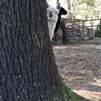 Alpaca Treehouse in the Bamboo Forest - Llama (or maybe alpaca?) - Vacation Rentals Near Me - Atlanta, Georgia