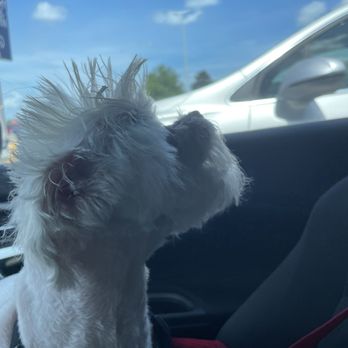 Petco - I asked for a mohawk (which is hard on a malteses hair). she delivered! - Pet Training Near Me - Lafayette, Louisiana