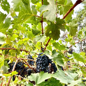 Wooldridge Creek Winery - Wineries Near Me - Grants Pass, Oregon Wooldridge Creek Winery - Wineries Near Me - Grants Pass, Oregon