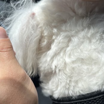 Lucky Paws Mobile Pet Grooming - Pet Groomers Near Me