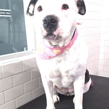 Pampered Tails - Pet Groomers Near Me - Los Angeles, California Pampered Tails - Pet Groomers Near Me - Los Angeles, California