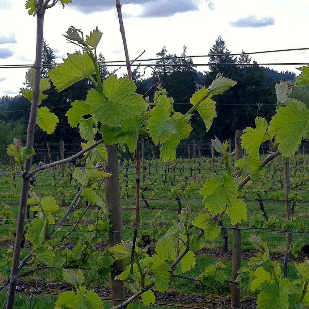 Oswego Hills Winery - Thriving grapevines - Wineries Near Me - West Linn, Oregon Oswego Hills Winery - Thriving grapevines - Wineries Near Me - West Linn, Oregon