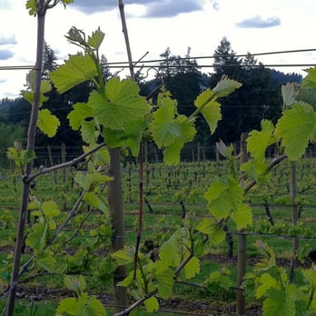 Oswego Hills Winery - Thriving grapevines - Wineries Near Me - West Linn, Oregon Oswego Hills Winery - Thriving grapevines - Wineries Near Me - West Linn, Oregon