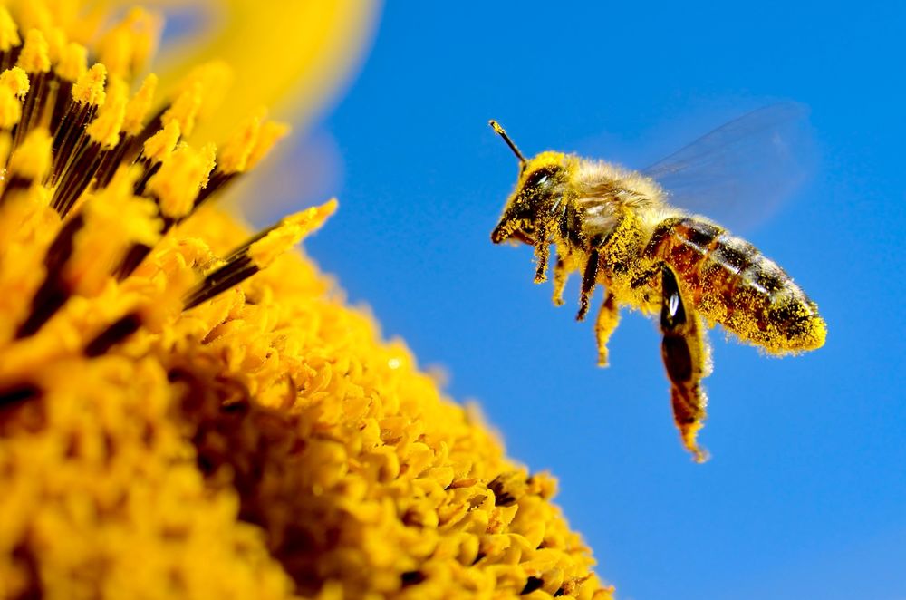 Windswept Hill Apiary - beekeeping in Chichester, NH