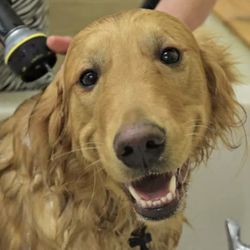 PetSaver Healthy Pet Superstore - Victor - Doggy Self Wash!