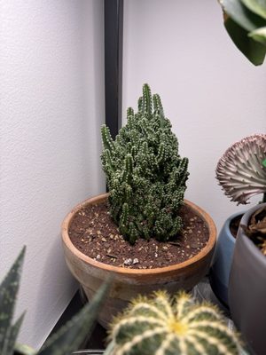 Dahing Plants & Landscaping by null