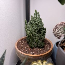 Dahing Plants