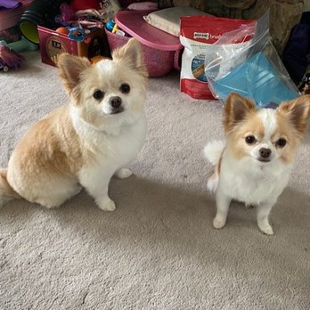 Doggiessimo - Pet Groomers Near Me - Seattle, Washington