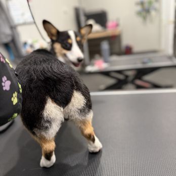 Surflume Pet Spa - Pet Groomers Near Me - Surfside Beach, South Carolina