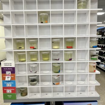 PetSmart Grooming - Green betta fish water - Pet Training Near Me - Tulsa, Oklahoma PetSmart Grooming - Green betta fish water - Pet Training Near Me - Tulsa, Oklahoma