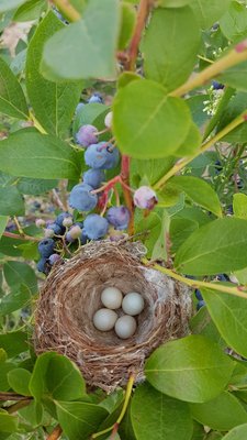 Andrews Farm Market & Winery by null