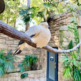 Discovery Cove - Aviary - Amusement Parks Near Me - Orlando, Florida