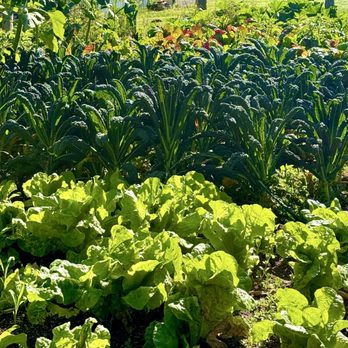 Wild Flour Bread - Garden - Bakeries Near Me - Freestone, California