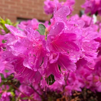 Refined Landscape & Design - a pink azale flower in front of a brick building - Landscaping Near Me - Northvale, New Jersey