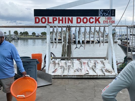 DOLPHIN DOCK - Updated August 2024 - 153 Photos & 137 Reviews - 300 W