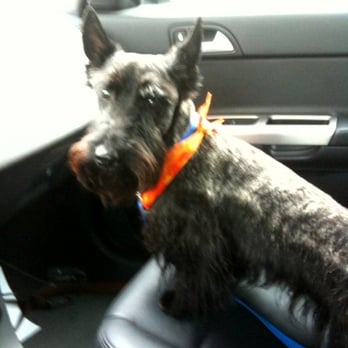 carolyn's cat grooming