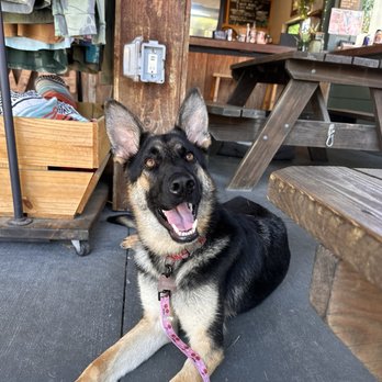 BrewHound Dog Park + Bar - Bar area - Dog Parks Near Me - Neptune Beach, Florida