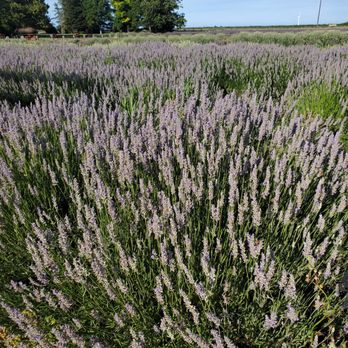 Araceli Farms - Heather fields - Attraction Farms Near Me - Dixon, California Araceli Farms - Heather fields - Attraction Farms Near Me - Dixon, California