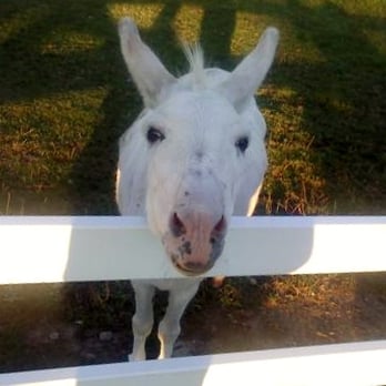 Simcock Farm - This is Eeyore! - Farmers Market Near Me - Swansea, Massachusetts