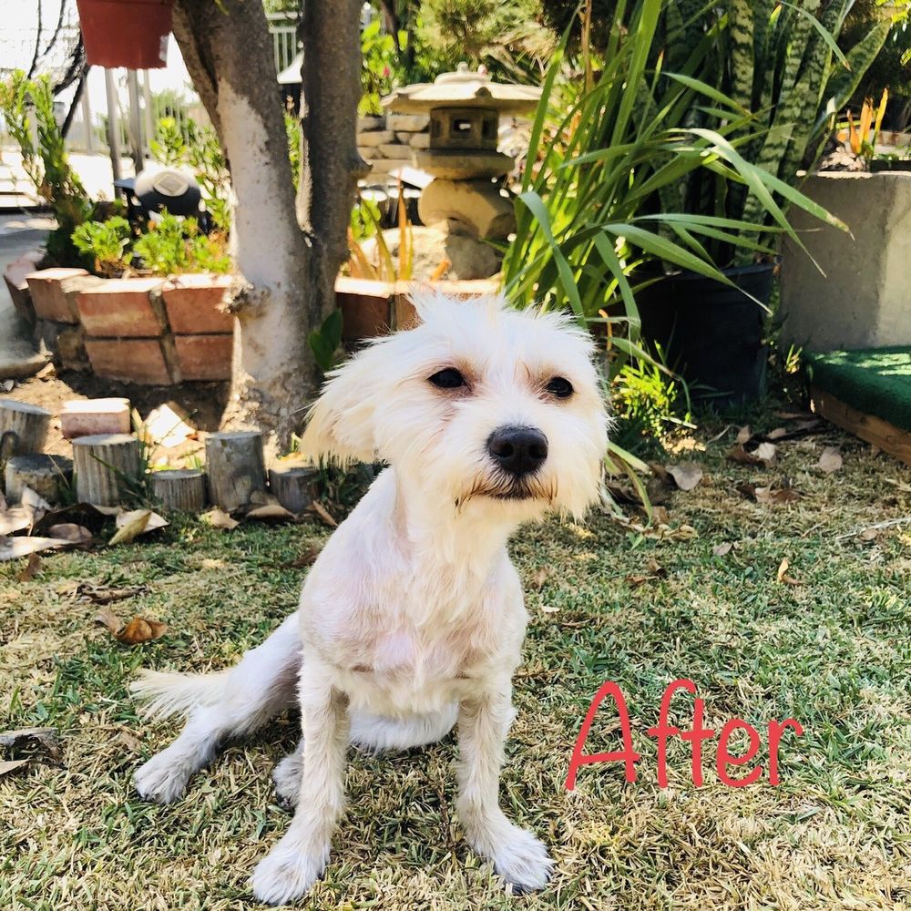Grooming By V - Pet Groomers Near Me - Alhambra, California Grooming By V - Pet Groomers Near Me - Alhambra, California