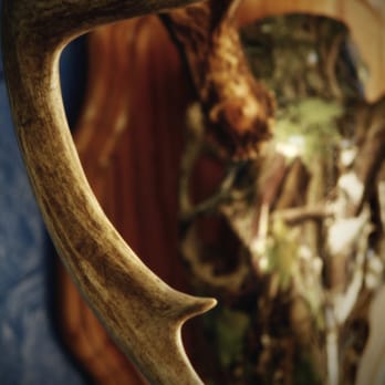 True 2 Life Taxidermy - Taxidermy Near Me - Abilene, Texas True 2 Life Taxidermy - Taxidermy Near Me - Abilene, Texas