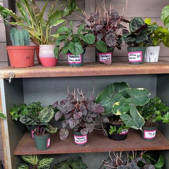 Garden Coffee - Plants for sale - Cafes Near Me - San Diego, California