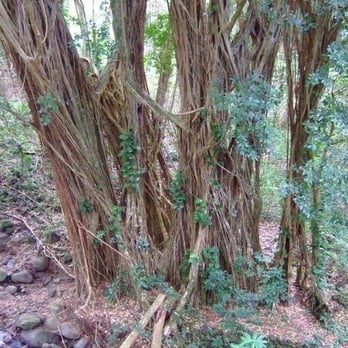 Oahu Nature Tours - Tours Near Me - Honolulu, Hawaii Oahu Nature Tours - Tours Near Me - Honolulu, Hawaii